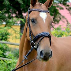 Dansk Varmblod Grube'S Cassione 