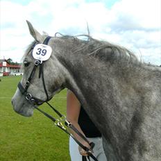 Arabisk fuldblod (OX) Cassie ox