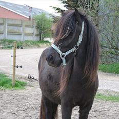 Islænder Pila fra Haurholm