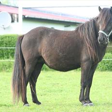 Islænder Pila fra Haurholm