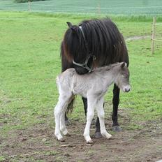 Islænder Pila fra Haurholm