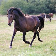 New Forest Lundemarksgaards Hera Ophelia