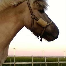 Fjordhest |Ryttergårdens Josephine|