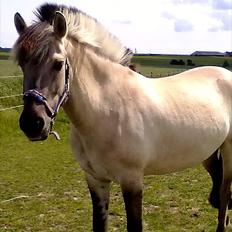 Fjordhest |Ryttergårdens Josephine|