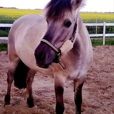 Fjordhest |Ryttergårdens Josephine|