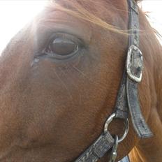 Anden særlig race Desiree