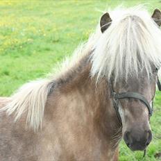 Islænder Völva fra Kristiansminde