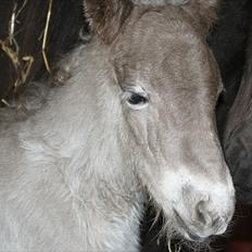 Islænder Völva fra Kristiansminde