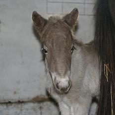 Islænder Völva fra Kristiansminde