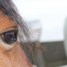 Anden særlig race Miss Topsy 