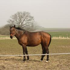 Fuldblod (XX) Tramal *Soulmate*