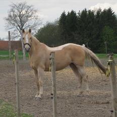 Palomino Dominique