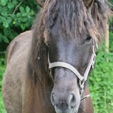 Islænder Klettur fra Kristiansminde