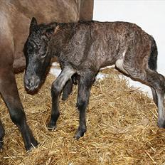 Islænder Klettur fra Kristiansminde