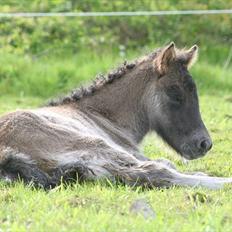 Islænder Klettur fra Kristiansminde