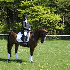 DSP Toftegårdens Apachie