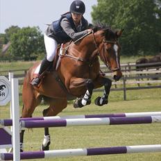 Dansk Varmblod Konstantins Qute Pie