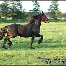 Frieser Ieke Mewaline B. #SOLGT# R.I.P. Mulle