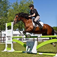 Welsh Pony af Cob-type (sec C) | MENAI LADY CAMILLA *tortillen*