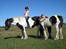 Irish Cob Katinka