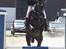 Trakehner Hamila.