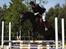 Trakehner Hamila.