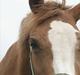 Welsh Partbred (Sec F) Liezelshof Benji - R.I.P