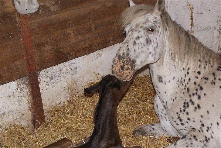 Knabstrupper Krogdalsgaards Keeper-komplet - Velkommen billede 1