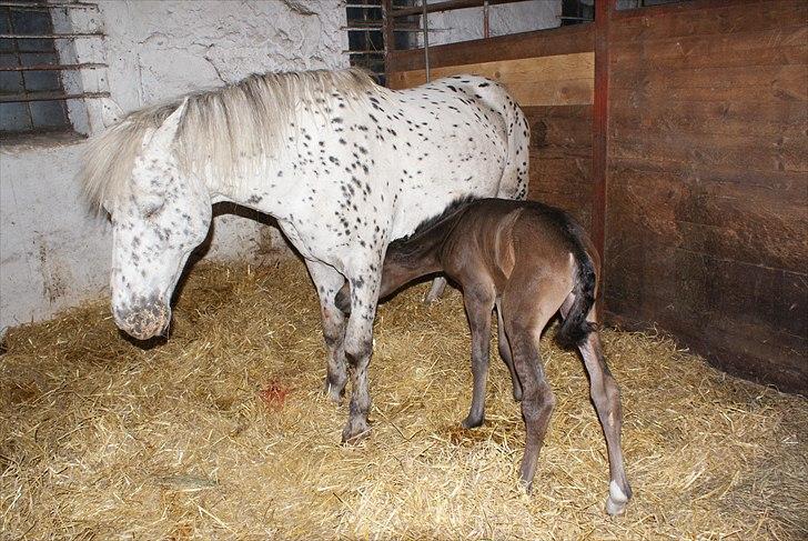Knabstrupper Krogdalsgaards Keeper-komplet - Hey Keeper det er den anden ende! XD billede 2