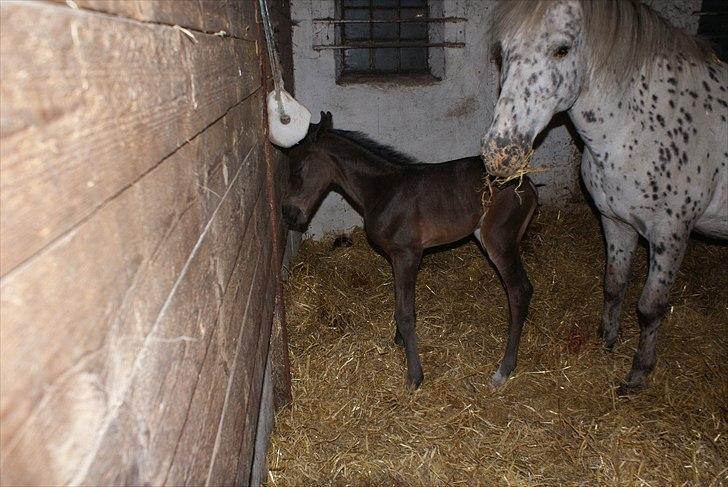 Knabstrupper Krogdalsgaards Keeper-komplet - av den er helt hård den her!

(mor tænker: Mærkeligt nok) billede 3
