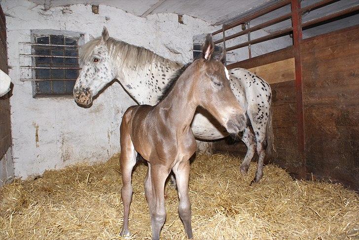 Knabstrupper Krogdalsgaards Keeper-komplet - Ser jeg ok ud på kamera? billede 4