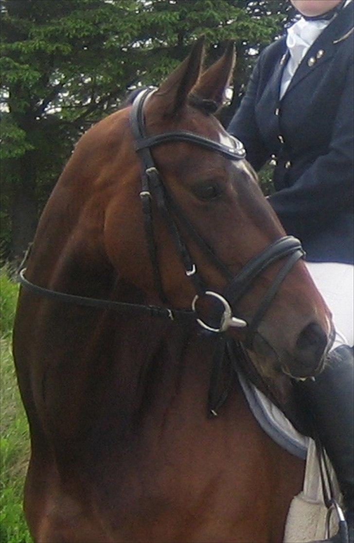 Dansk Varmblod Ocean - Første stævne
 billede 17