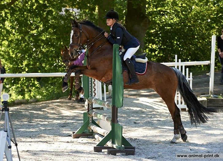 Anden særlig race Jenny Wren billede 8