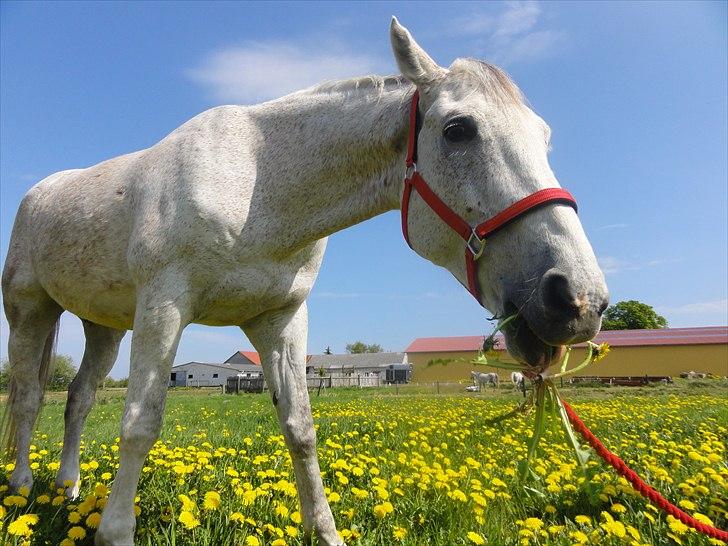 Anden særlig race Prins - haha :-D <3 billede 13