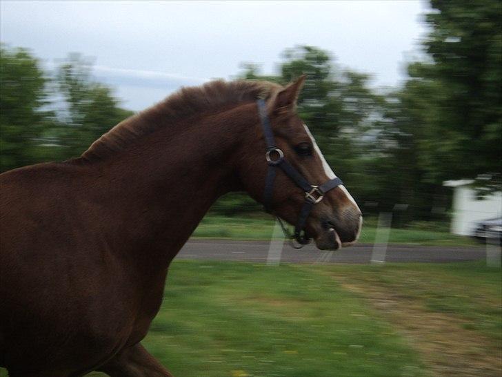 Hollandsk Sportspony U-peter - NB foto billede 2