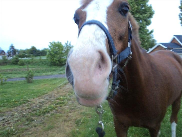Hollandsk Sportspony U-peter - NB FOTO billede 7