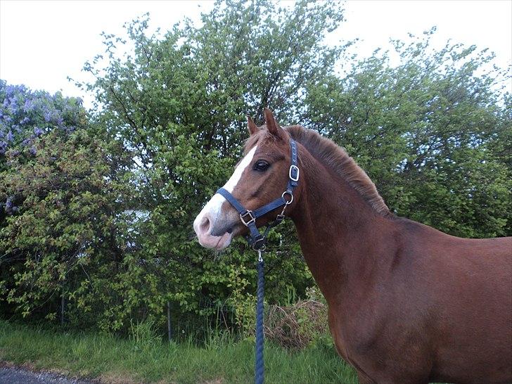 Hollandsk Sportspony U-peter - NB FOTO billede 12