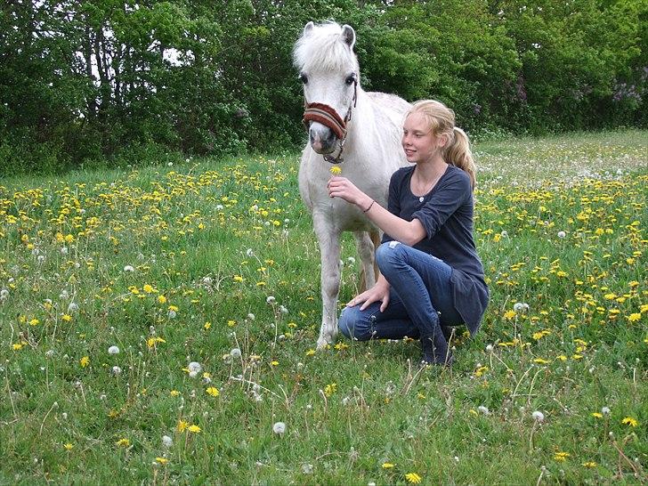 Shetlænder Lonnie billede 1