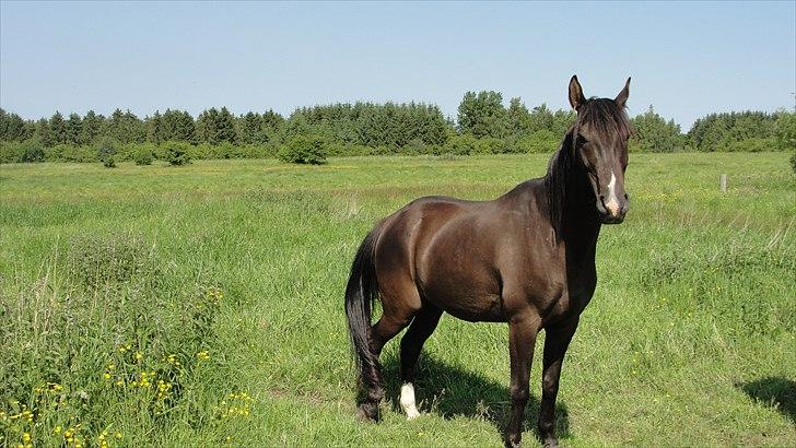 Anden særlig race Flip - Det er min smukkeste pony 
 billede 2