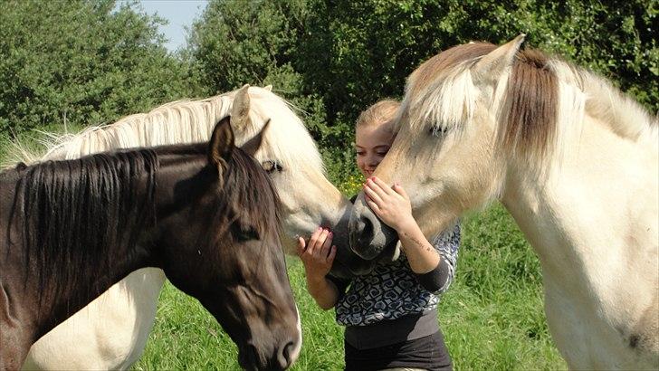 Anden særlig race Flip - Det er min pony's fold karmarter  billede 3