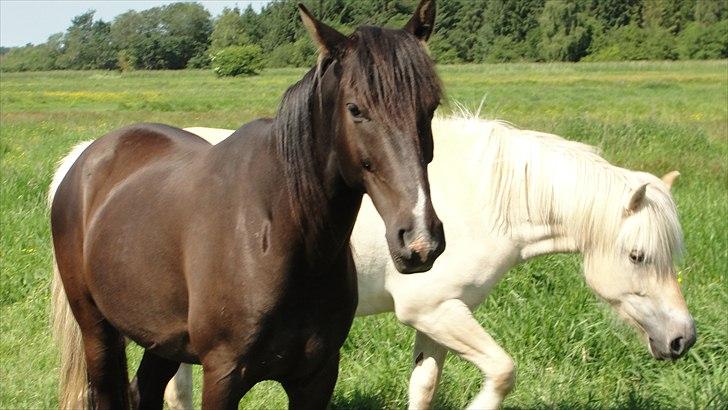 Anden særlig race Flip - er han ikk smuk 
 billede 4