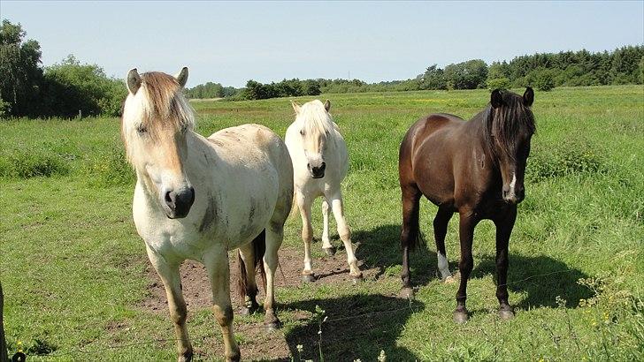 Anden særlig race Flip - er den brune pony ikk bare pæn   billede 5