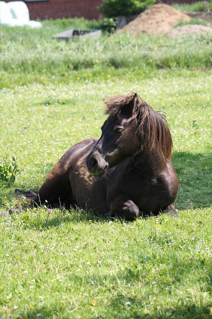Shetlænder Lise - Foto : Mig / Hanne Viola Pedersen billede 15