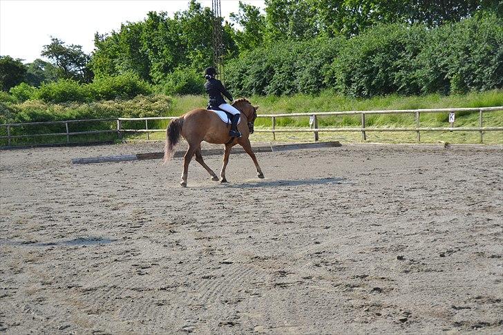 Anden særlig race Egeballes Rafael (Ralle) billede 6