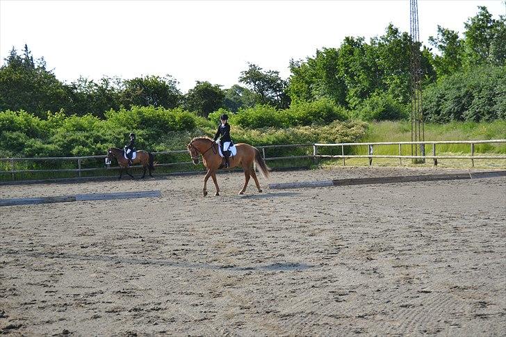 Anden særlig race Egeballes Rafael (Ralle) billede 7