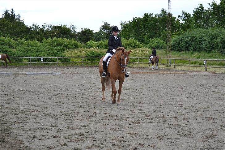 Anden særlig race Egeballes Rafael (Ralle) billede 8