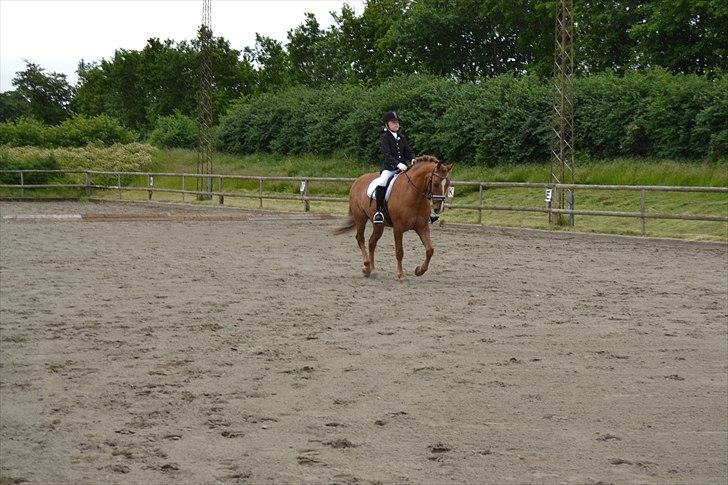 Anden særlig race Egeballes Rafael (Ralle) billede 9