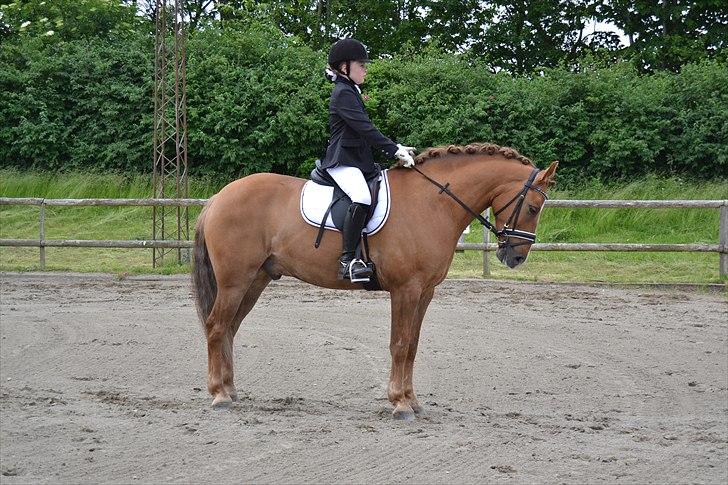 Anden særlig race Egeballes Rafael (Ralle) billede 10