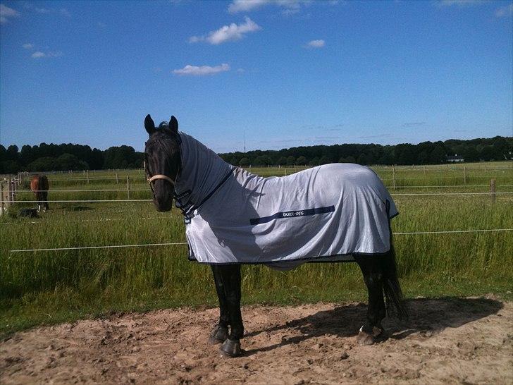 Oldenborg Max himmelhest billede 11