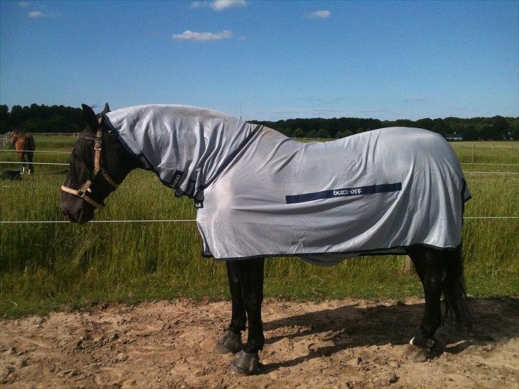 Oldenborg Max himmelhest - ny brynje mod de dumme fluer... en rigtig ridder hest billede 12